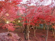 よしさんの笠置の紅葉の投稿写真3