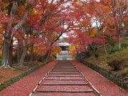 ニコちゃんさんの毘沙門堂の投稿写真1