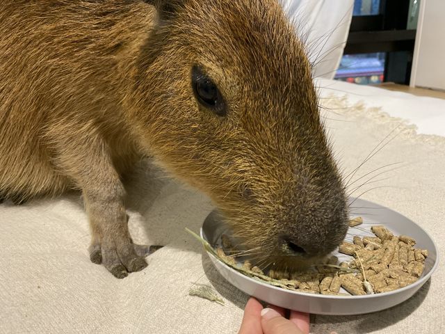カピバラのたわしくん_カピバラふれあいと里親募集型ねこカフェ「カピねこカフェ」