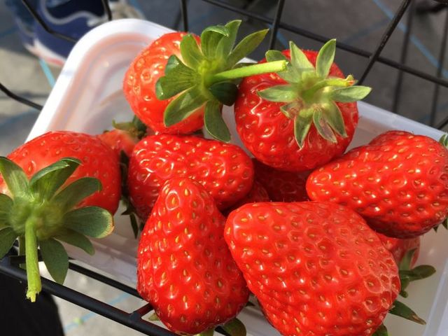 甘くて美味しい_いちご ぷらんと -ichigo plant-