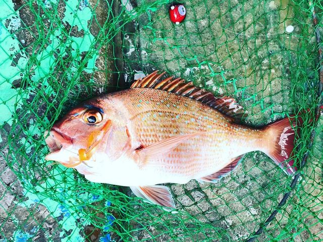 鯛もカンパチも釣れました_つり船房丸