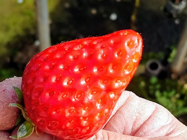 綺麗な粒のいちご_秋田農園