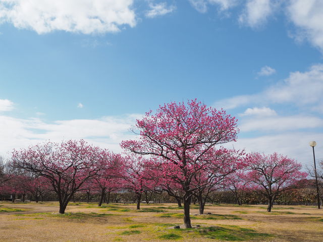 だいさんの神崎梅園の投稿写真1
