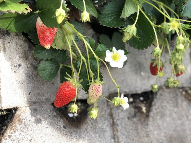 静岡のいちごの味は薄く、言うほどそこまで甘くありません。_かどやいちご狩り園