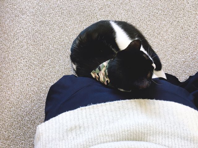 子猫もいます_ねこカフェ にゃおん