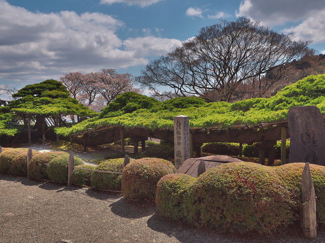 遊龍松_善峯寺遊龍の松