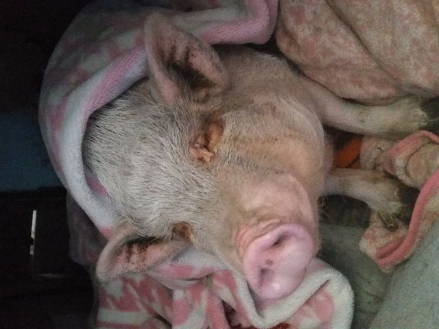 看板豚マルコちゃん、ピンクの逆さハートのお鼻がとってもキュート、出会えたら幸せになれるかも!!_高槻しいたけセンター