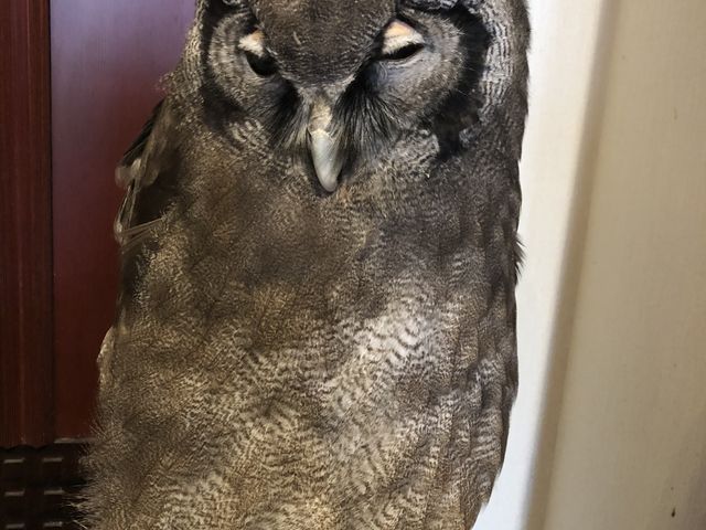 フクロウも触れ合えます♪_アニマルカフェ マシュマロパンダ