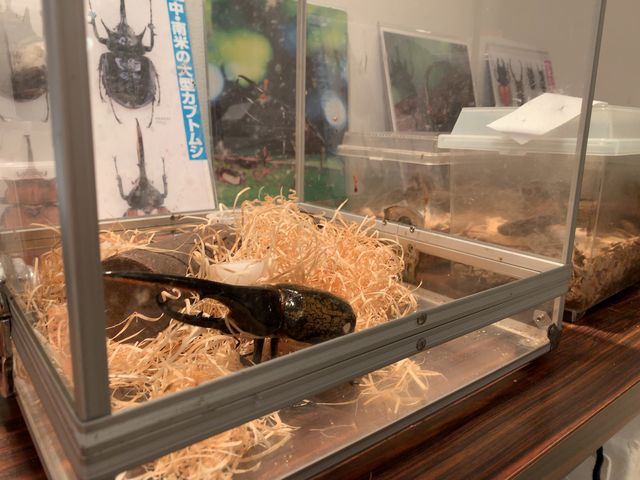 生体はカブトムシやクワガタ。さらにタガメやゲンゴロウなど珍しい生き物の展示もあります。_ファーブル昆虫館(虫の詩人の館)