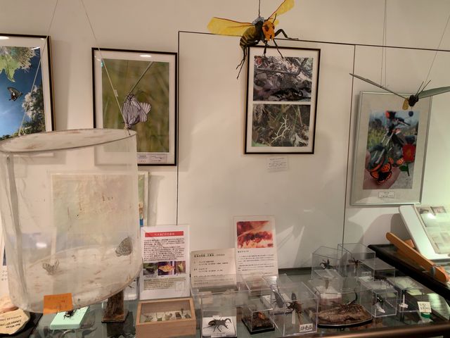 写真の展示もあります。_ファーブル昆虫館(虫の詩人の館)