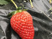 みぃさんのSANO Strawberry Farmの投稿写真1