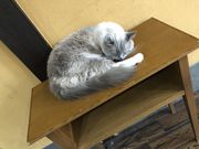 Black boxさんのアニマルカフェ マシュマロパンダの投稿写真2