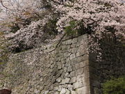 hydeさんの久留米城跡(篠山城)の投稿写真1