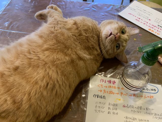 とってもかわいいです!_atelier repos.5a