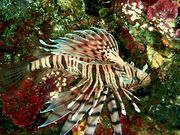 さやさんのSEA DROP HAYAMA DIVERSの投稿写真1