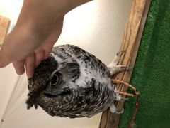 なみさんのふくろう+は虫類とふれあえるカフェ カントリーオウルぷらすへの投稿写真1