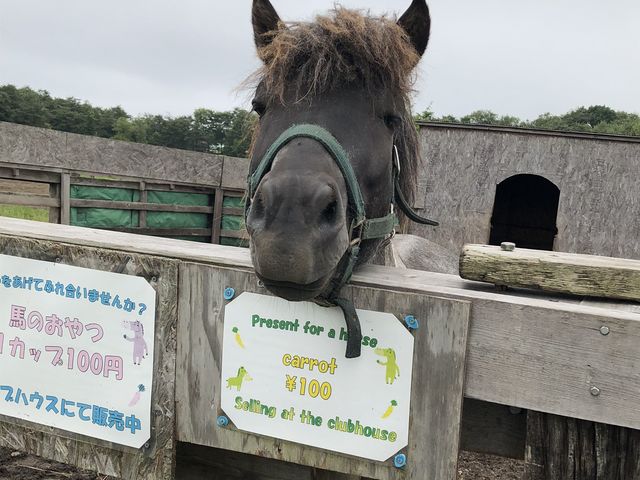 ニンジンに反応早いです♪( ´▽`)_登別ホースパーク遊駿