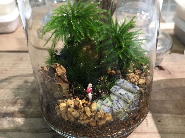 苔テラリウム _Terrariums 吉祥寺店 by Feel The Garden