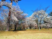 雷ちゃんさんの松岡城址(長野県高森町)の投稿写真1