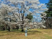雷ちゃんさんの松岡城址(長野県高森町)の投稿写真3