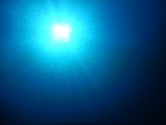太陽の周りに小さなお魚沢山!_西伊豆ダイビングサービス UMIKOZOU