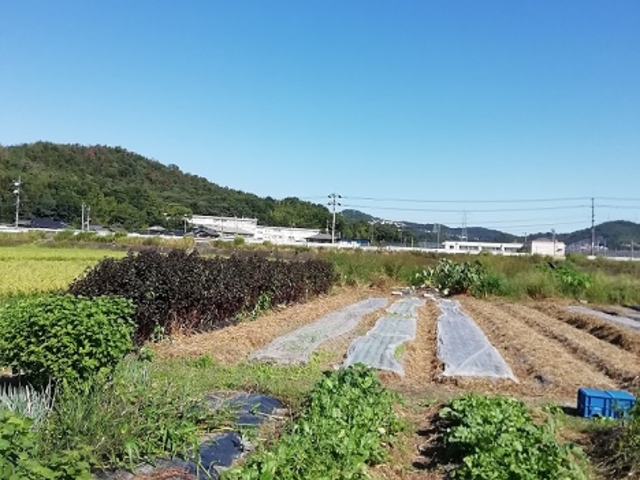 野菜畑次は何ができる?
_倉敷の農家 石原農園