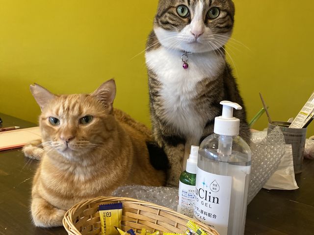 可愛いお猫様_atelier repos.5a