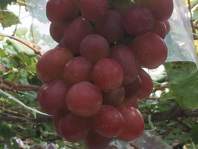 甲斐路もあまり美味しくなかった_ぶどう・桃 紅玉園