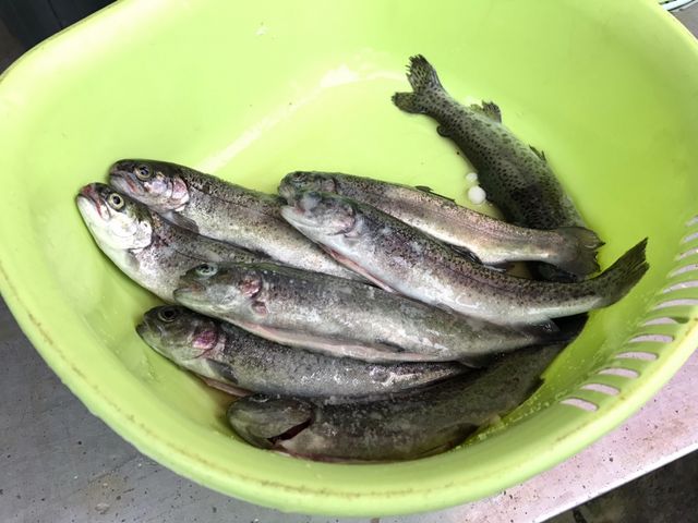 内臓を取った後です。こうしてみると大漁(笑)_富士見つりぼり