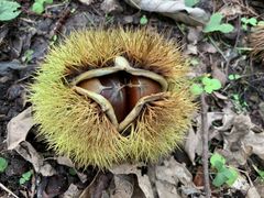 てらずさんのぎふ里山景観研究所への投稿写真1