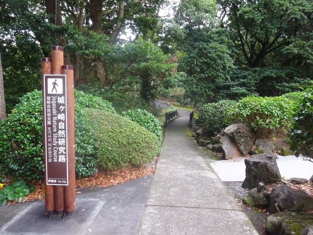 ponちゃんさんのヒメユズリハの群落の投稿写真1