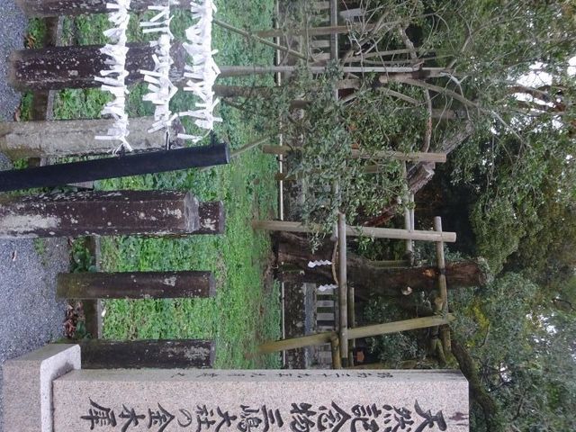 三嶋大社のキンモクセイ_三嶋大社のキンモクセイ