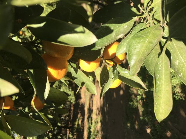 みかんの木_嶋村観光果樹園