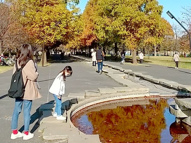 晩秋の紅葉、舎人公園ぶらり。_舎人公園