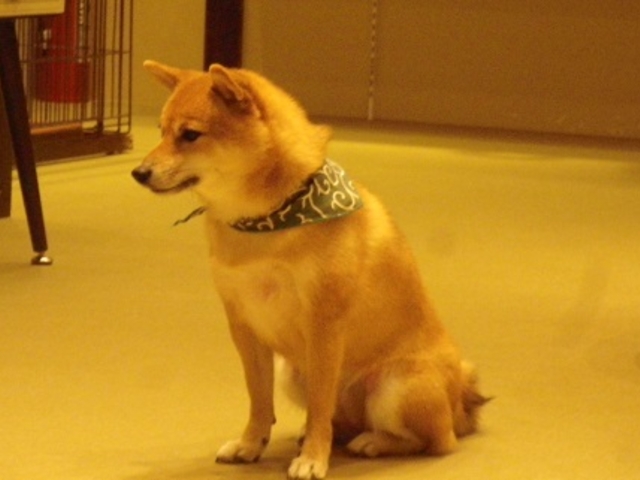 なかなかのハンサム。(美人?)部屋のなかでは山口百恵がBGMでした。_福岡PARCO