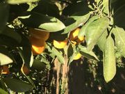 ルルままさんの嶋村観光果樹園の投稿写真1