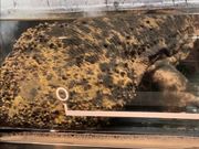 DAMAZさんの山方自然生態観察施設 淡水魚館(山方淡水魚館)の投稿写真2