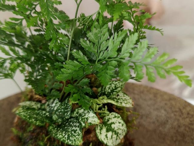 可愛く出来ました。_洗心庵