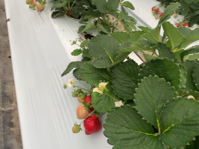 赤くなっているいちごの約2倍の大きさのいちごがたくさんありました_秋山園芸