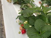 maronさんの秋山園芸の投稿写真1