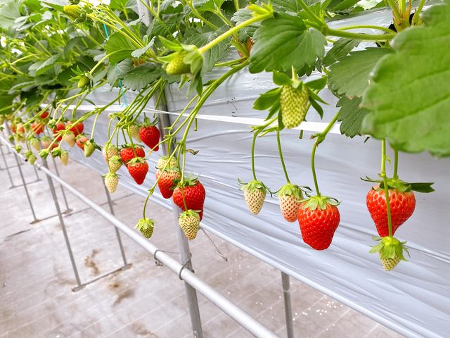 大きくて甘いいちごです。_中島フィールズ