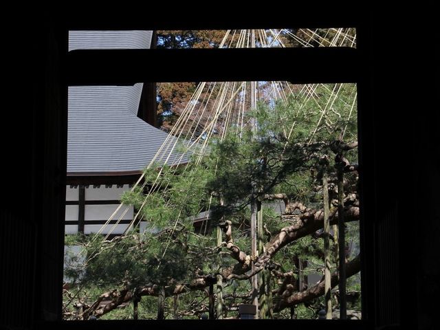 門越しの天桂の松。_白華山 慈雲寺