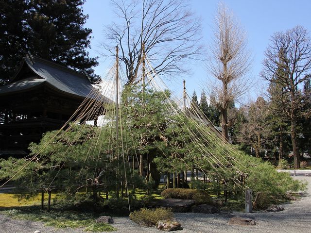 天桂の松。_白華山 慈雲寺