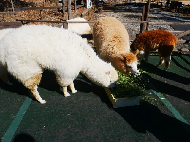 すごい食欲です。さわることも出来ます。_八ヶ岳アルパカ牧場