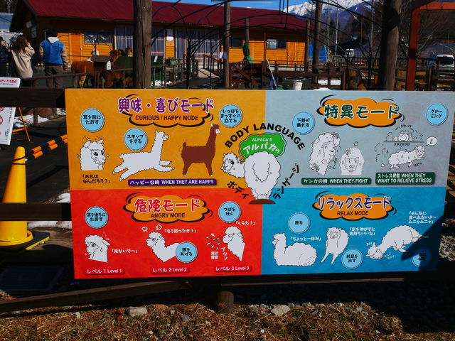 アルパカさんの習性をお勉強_八ヶ岳アルパカ牧場