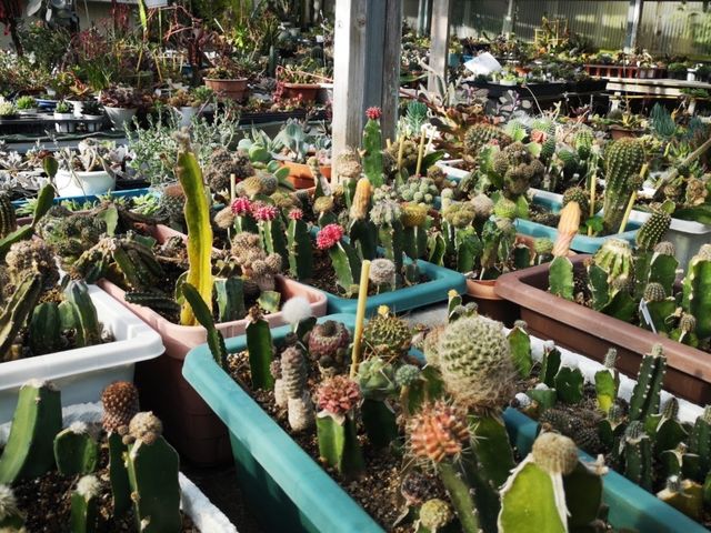 温室クルーズ_岬のサキュレントハウス