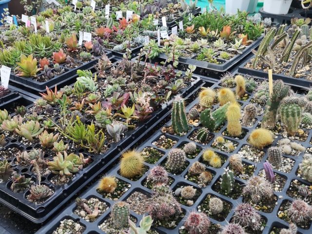 温室クルーズ_岬のサキュレントハウス
