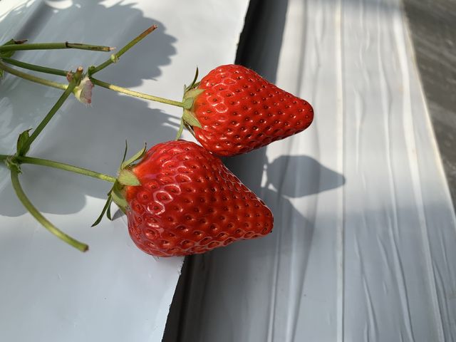 どれも真っ赤でツヤツヤ_かたのいちご園