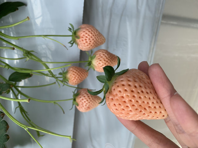 珍しい白いちご_かたのいちご園