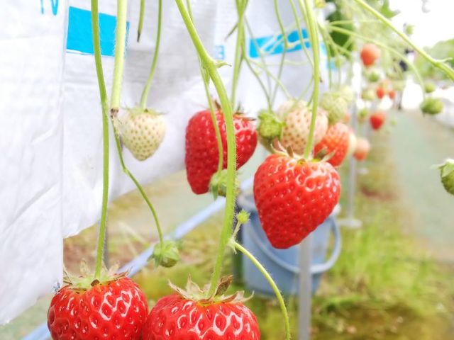 完熟いちご_フルーツパーク ベリーの森 いわて